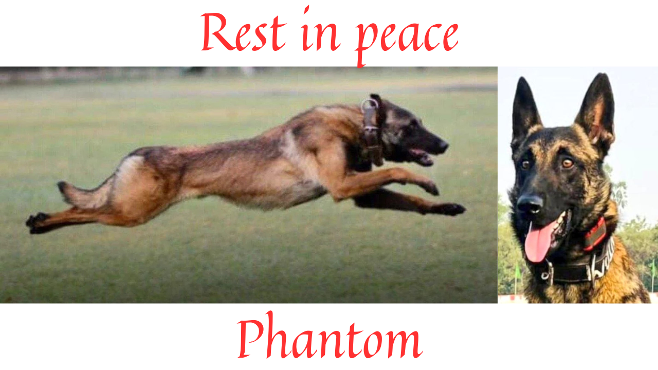 Phantom army Dog